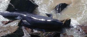 In Australien sind am Montag mehr als 20 Grindwale gestrandet. 