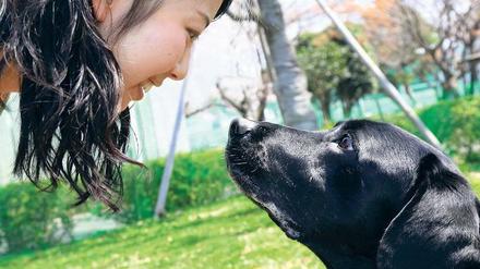 Echte Freundschaft. Im Laufe der Jahrtausende entdeckten Hunde zufällig einen Weg in die Herzen ihrer menschlichen Besitzer: möglichst lange Blickkontakt halten.