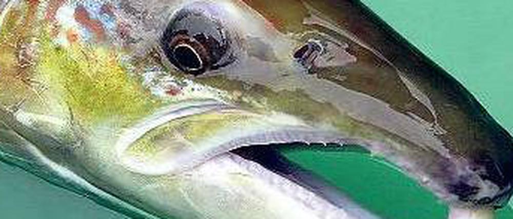 Lachs für die Forschung