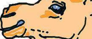 Man nennt sie auch Wüstenschiffe: Dromedare.