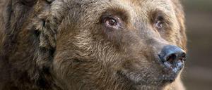 Alter Bär, was nun? Stadtbärin Schnute, mittlerweile 33, soll umziehen.