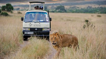 Im Nationalpark Masai Mara in Kenia beobachten Touristen einen Löwen.