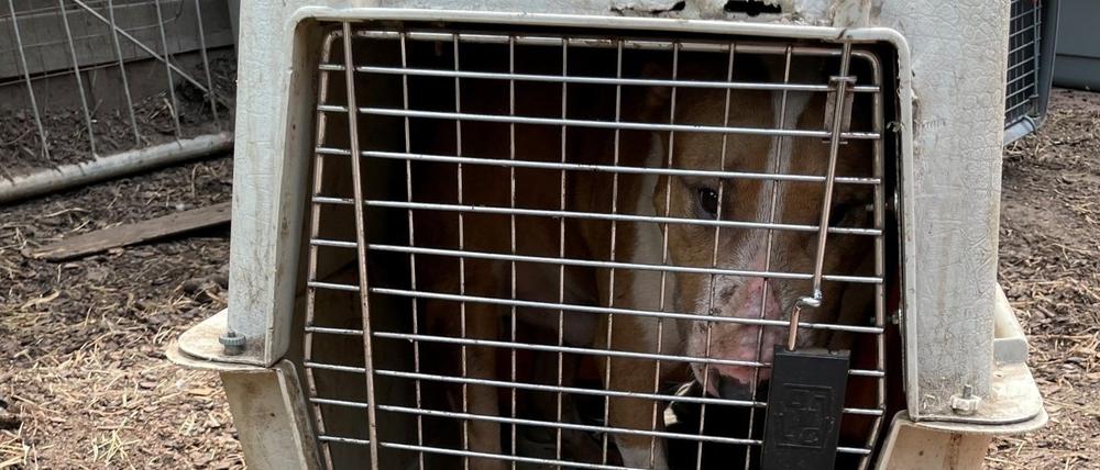 Das Tier als Handelsware. In Reinickendorf ist offenbar ein illegaler Handel mit Hunden aufgeflogen.