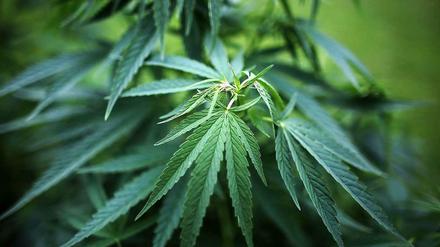Cannabis als Schmerzmittel. Bisher müssen es entweder illegal besorgt oder mit Ausnahmegenehmigung aus der Apotheke bezogen werden.