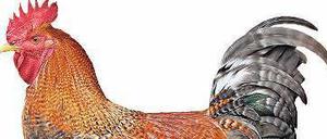 Huhn oder Hahn im Einkaufskorb: Laut der neuen Studie 69 Prozent der Deutschen mindestens einmal in der Woche Geflügel. 