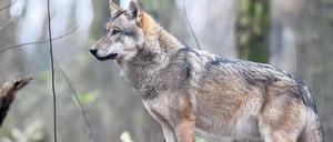 Berlin – alle wollen da hin? Die Wölfe eigentlich nicht, sagen Experten. Sie mögen menschenleere Weite und Ruhe. 