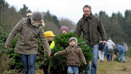 Alle mal einpacken. Ihren Weihnachtsbaum holen sich vor allem die Städter gern am 3. Adventswochenende. Rund um Berlin gibt es Kiefern, Schwarzkiefern, Fichten und Douglasien und das entsprechende Schmuckreisig frisch aus dem Wald.