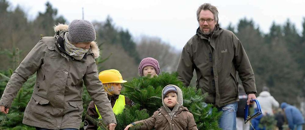 Alle mal einpacken. Ihren Weihnachtsbaum holen sich vor allem die Städter gern am 3. Adventswochenende. Rund um Berlin gibt es Kiefern, Schwarzkiefern, Fichten und Douglasien und das entsprechende Schmuckreisig frisch aus dem Wald.