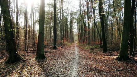 Waldspaziergang in Buch, aufgenommen im Dezember.