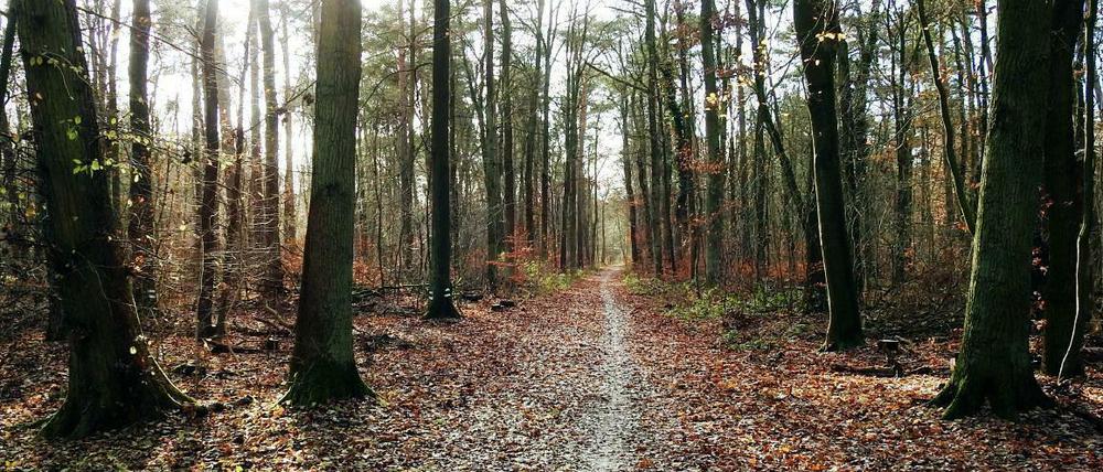 Waldspaziergang in Buch, aufgenommen im Dezember. 