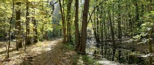 An der Kuhlake im Spandauer Forst.
