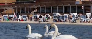 Ganz Berlin genießt am Osterwochenende ein Bad in der Sonne - auch diese Schwäne im Wannsee.