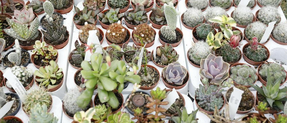 Mein kleiner grüner Kaktus und seine Freunde.