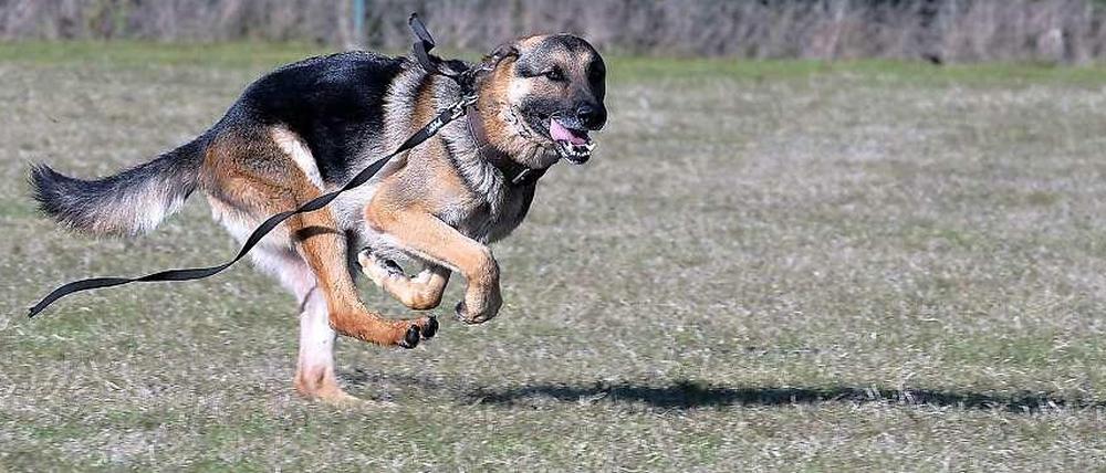 Ein Polizeihund biss am Leopoldplatz einen Mann, der eine Beamtin attackierte.