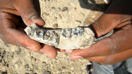 Früher Vorfahr. Nach einem Knochenfund in Äthiopien im Jahr 2013 korrigieren Anthropologen den Beginn der Gattung Homo. Offenbar gab es sie bereits vor 2,8 Millionen Jahren. 