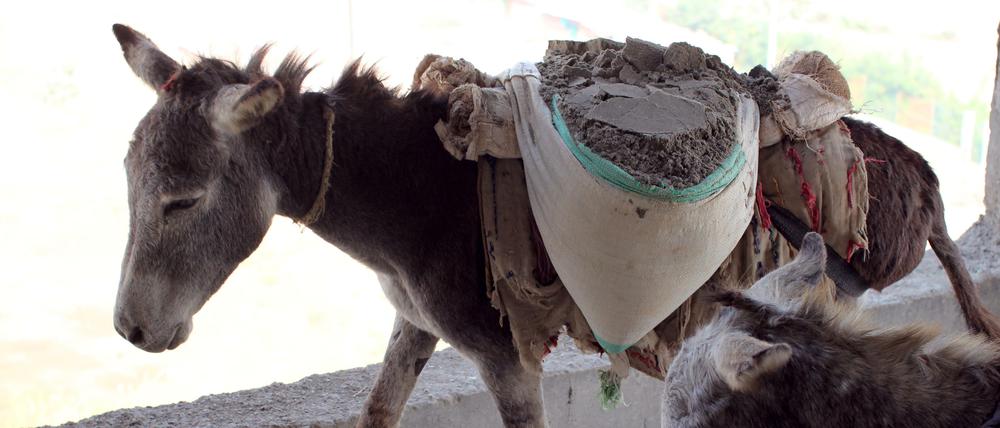 Esel sind Lastentiere. Aber auch da gibt es Grenzen.