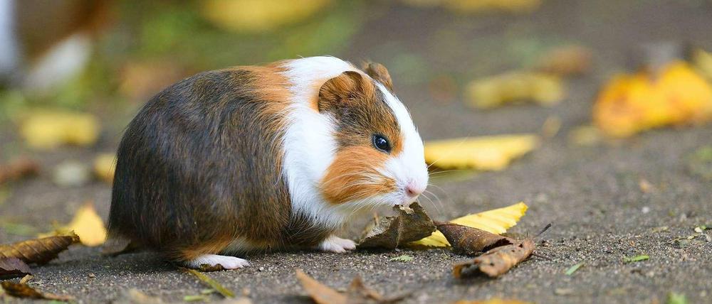 Ein Ehepaar hatte Klage gegen die Tierärztin eingereicht (Symbolfoto).