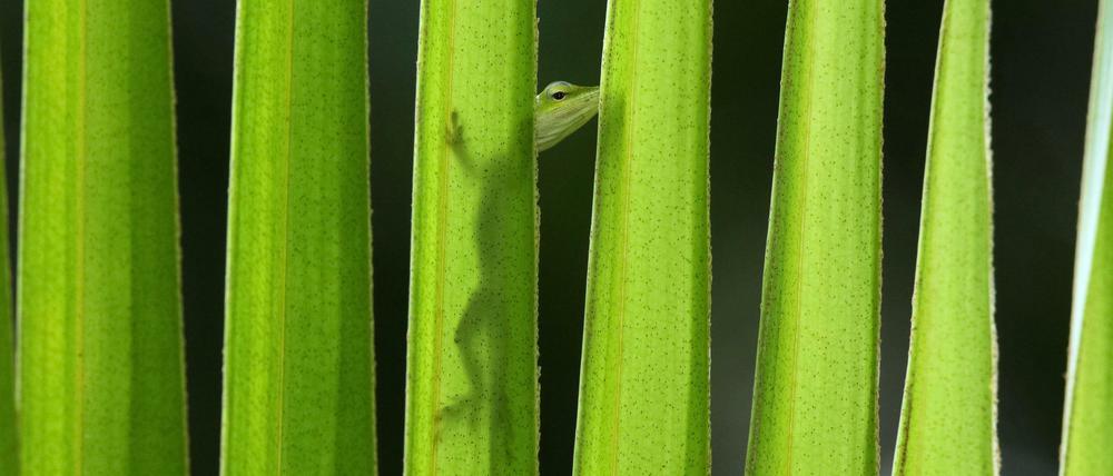 Eidechsen (hier eine Grüne Kubanische Anolis-Echse) sind Meister der Tarnung und bleiben oft unentdeckt.