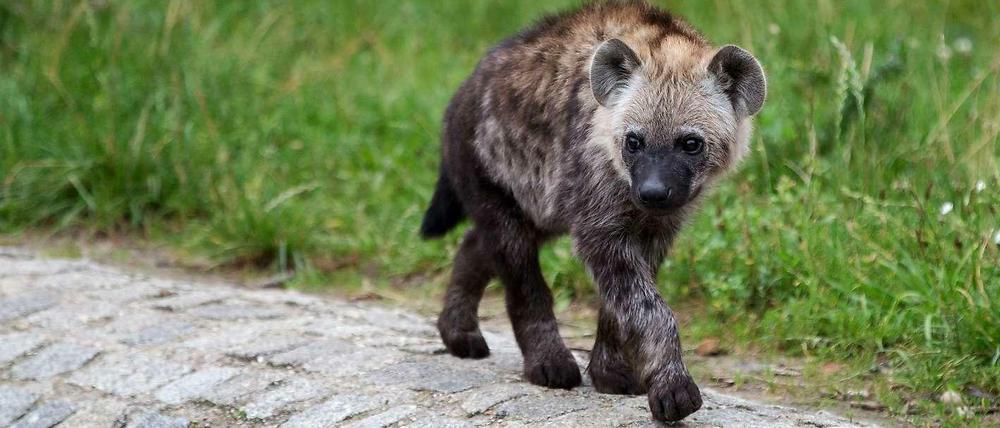 Die Tüpfelhyäne Juma im Tierpark Berlin-Friedrichsfelde.