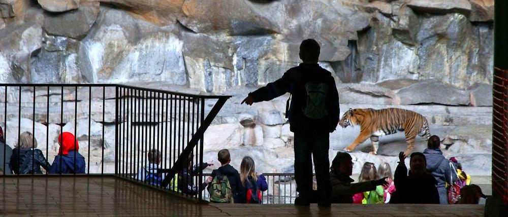 Die Tiger im Tierpark haben nur wenig Auslauf. Für Zoo- und Tierparkchef Andreas Knieriem ist dies nicht mehr zeitgemäß und für den Besucher abstoßend.