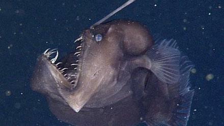 Schwarzanglerfisch. Ein solcher Tiefseefisch wurde jetzt von US-Biologen vor der kalifornischen Küste gefilmt in rund 600 Metern Tiefe. 