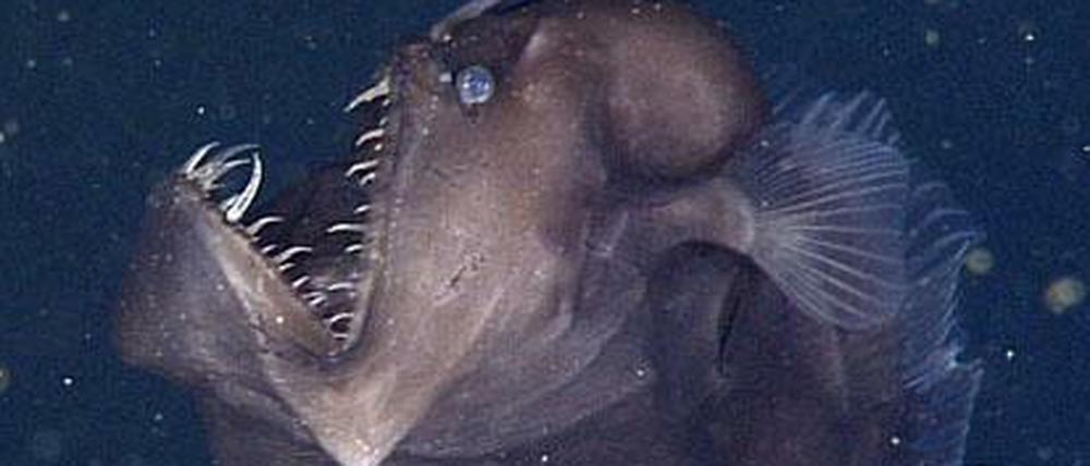 Schwarzanglerfisch. Ein solcher Tiefseefisch wurde jetzt von US-Biologen vor der kalifornischen Küste gefilmt in rund 600 Metern Tiefe.