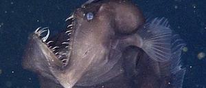 Schwarzanglerfisch. Ein solcher Tiefseefisch wurde jetzt von US-Biologen vor der kalifornischen Küste gefilmt in rund 600 Metern Tiefe. 