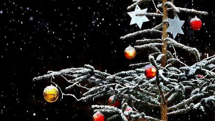 Besser geht's nicht: Der Baum aus dem Garten als Weihnachtsbaum.