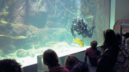 Hallo Taucher! Im Großaquarium des Büsumer Nationalparkzentrums füttert Timo Kaminski Dorsch, Steinbutt &amp; Co, sehr zur Freude besonders der kleinen Besucher.