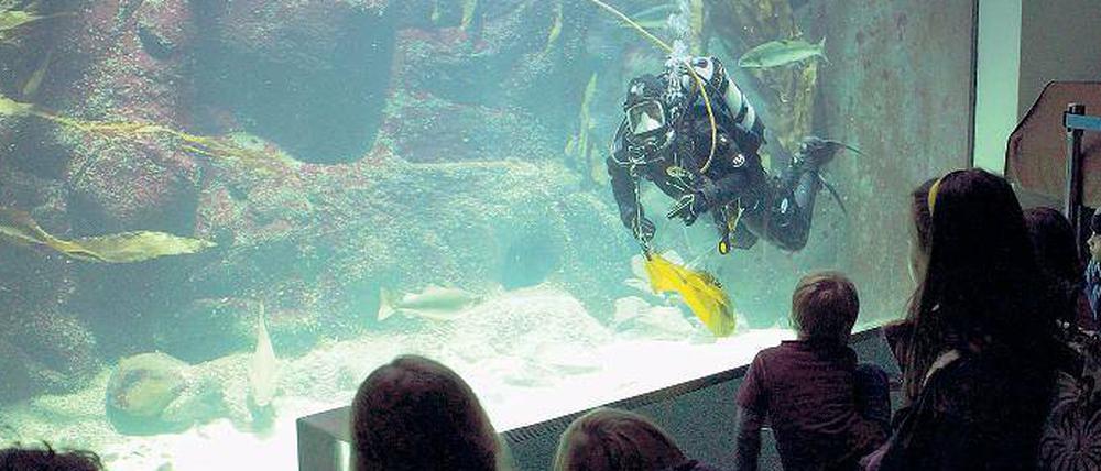 Hallo Taucher! Im Großaquarium des Büsumer Nationalparkzentrums füttert Timo Kaminski Dorsch, Steinbutt & Co, sehr zur Freude besonders der kleinen Besucher.