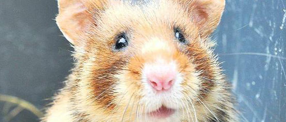 Der Hamster - ein beliebtes Rascheltier