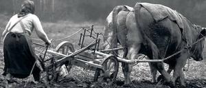 Deutschland 1956. Eine Bauersfrau pflügt mit Hilfe eines Ochsengespanns den Acker. 