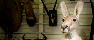 Dieses Känguru hat seine besten Tage schon hinter sich. Es steht ausgestopft im Berliner Naturkundemuseum.