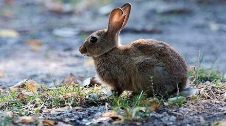 Ein Kaninchen im Treptower Park in Berlin. Ob es noch Single ist?