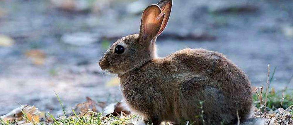 Ein Kaninchen im Treptower Park in Berlin. Ob es noch Single ist?