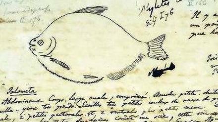 In seinen Expeditionstagebüchern beschrieb und zeichnete Alexander von Humboldt Tier- und Pflanzenwelt, wie etwa Fische im Orinoko.
