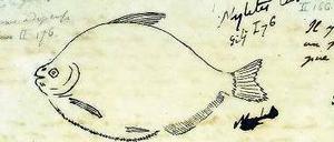 In seinen Expeditionstagebüchern beschrieb und zeichnete Alexander von Humboldt Tier- und Pflanzenwelt, wie etwa Fische im Orinoko.