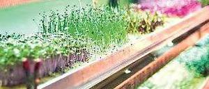 Pflanzen im Regal. Die Photosynthese ermöglichen LED-Leuchten.