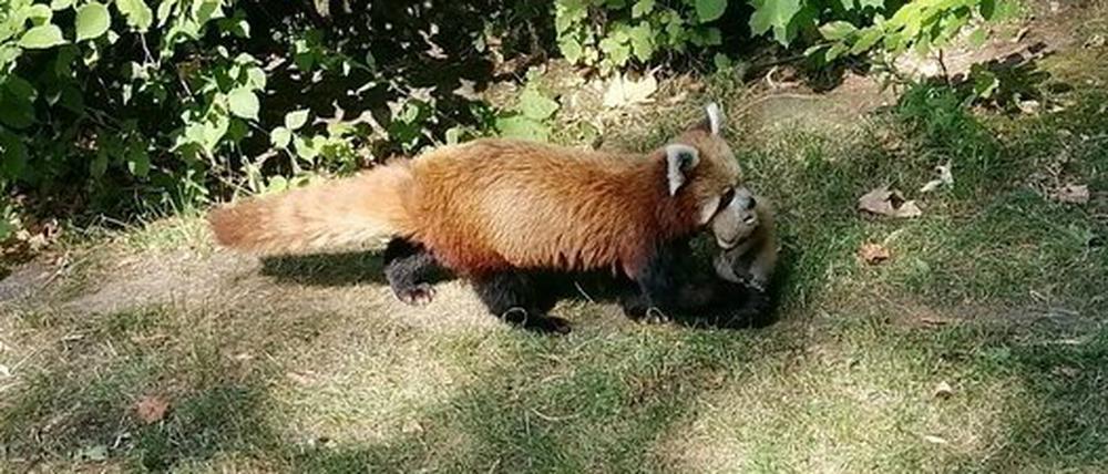 Panda-Weibchen Shine trägt ihren frisch geborenen Nachwuchs durch den Park.