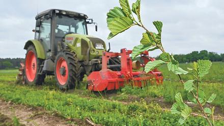 Nachwuchs. Abgebrannte Waldflächen ab 0,5 Hektar müssen binnen drei Jahren wieder aufgeforstet werden.