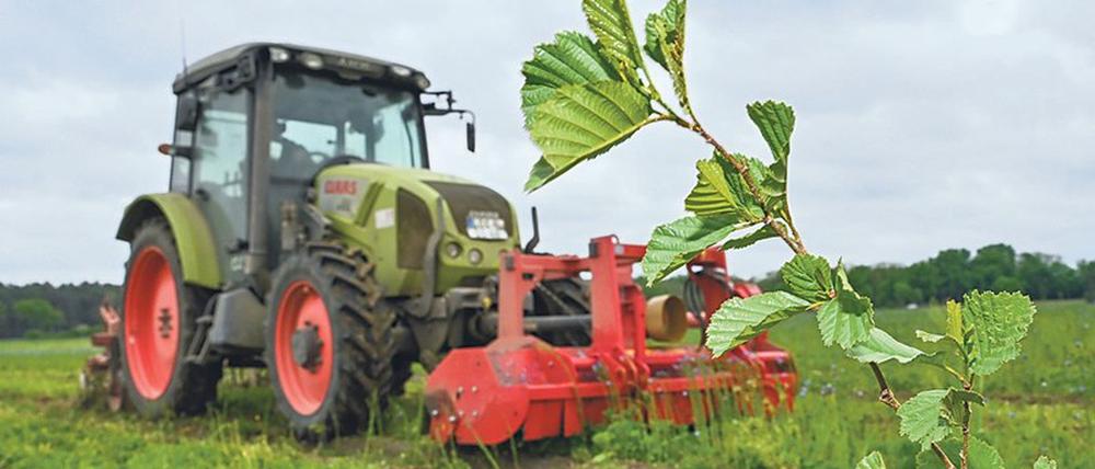 Nachwuchs. Abgebrannte Waldflächen ab 0,5 Hektar müssen binnen drei Jahren wieder aufgeforstet werden.