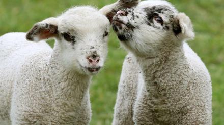 Zwei Lämmer von Schäfer Theo Stallmeister stehen am 23.03.2016 in Duisburg (Nordrhein-Westfalen) auf einer Weide. Das Osterlamm steht im christlichen Glauben für Reinheit und Unschuld und erinnert unter anderem an den Tod Jesu Christi, der als Lamm Gottes ohne Schuld für die Menschen am Kreuz gestorben ist (Wildfleisch). Foto: Roland Weihrauch/dpa +++(c) dpa - Bildfunk+++ |