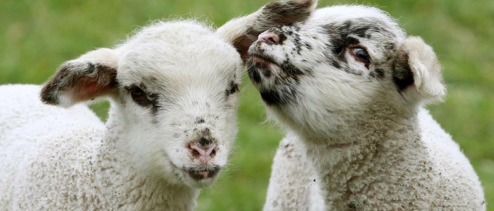 Zwei Lämmer von Schäfer Theo Stallmeister stehen am 23.03.2016 in Duisburg (Nordrhein-Westfalen) auf einer Weide. Das Osterlamm steht im christlichen Glauben für Reinheit und Unschuld und erinnert unter anderem an den Tod Jesu Christi, der als Lamm Gottes ohne Schuld für die Menschen am Kreuz gestorben ist (Wildfleisch). Foto: Roland Weihrauch/dpa +++(c) dpa - Bildfunk+++ |