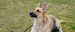 Schäferhund Rocky und der Polizist und Hundeführer Cristian Große zeigen Übungen für die Diensthundeführerausbildung bei der Polizei, aufgenommen am 21. März 2016 auf dem Gelände in der Charlottenburger Chaussee 67 in Berlin-Spandau. Foto: Kitty Kleist-Heinrich
