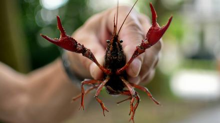 Diesen Sumpfkrebs hält ein Tourist im Tiergarten in der Hand. 