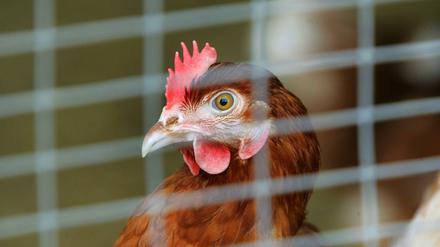 Hühner waren vom tödlichen Vogelgrippe-Virus besonders stark betroffen.