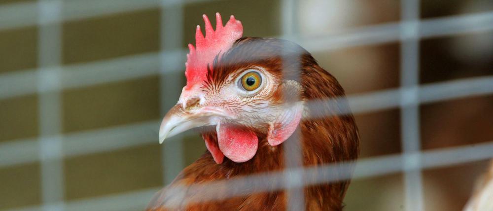 Hühner waren vom tödlichen Vogelgrippe-Virus besonders stark betroffen.