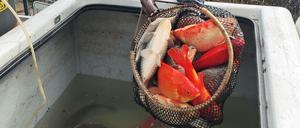 Im Engelbecken vermehren sich Fisch-Hybride.