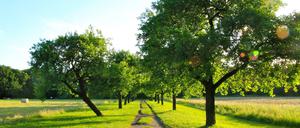 Botanischer Volkspark Blankenfelde.