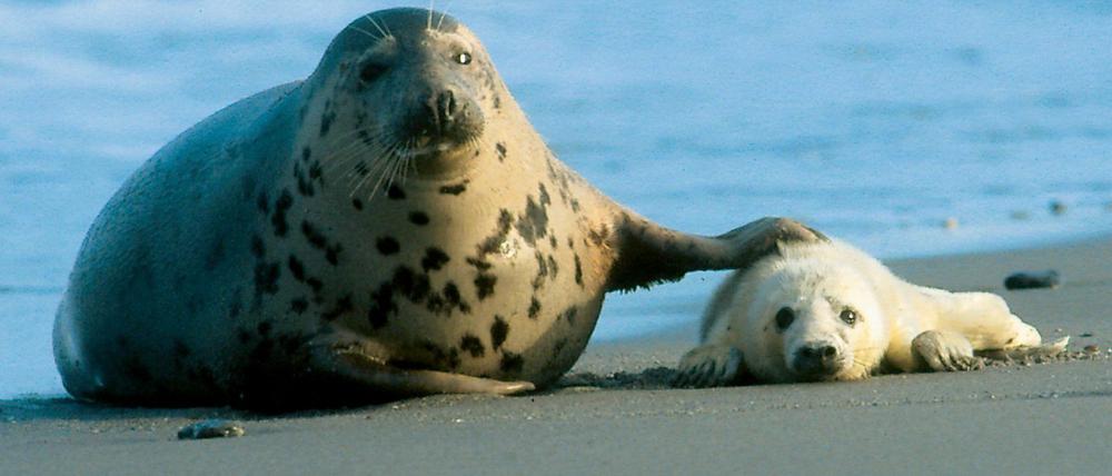 Mit neuen Technologien sollen Meerestiere vor Lärm geschützt werden.